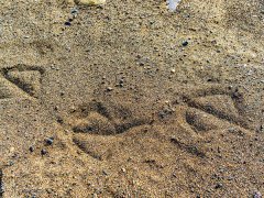 ��ɰ����γɵ����c�C��ɰ�C��ʲô�^(q��)�e��